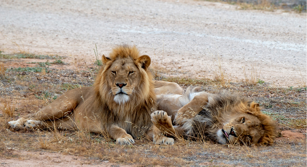 Lion 80
